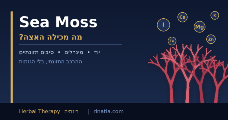 מה מכילה אצת Sea Moss? יוד, מינרלים, סיבים והרכב תזונתי