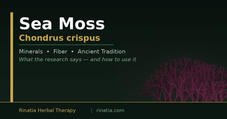אצת סי מוס מיובשת Irish Sea Moss עשירה במינרלים וסיבים תזונתיים